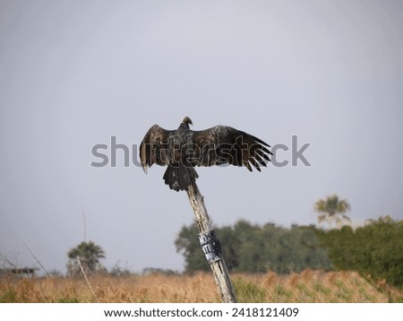Vulture perched on a fence pole with wings stretched out near a lake.