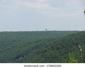 A Vulture Soars Over The Lehigh Gorge