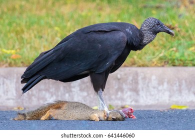 A Vulture And Some Road Kill