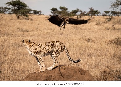 356 Cheetah flying Images, Stock Photos & Vectors | Shutterstock