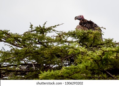 Vulture in the tree