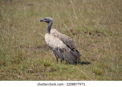 Vulture Waiting To Get Closer To Its Dinner