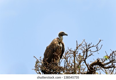 vultures