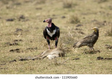 Vultures at a carrion - Shutterstock ID 111905660