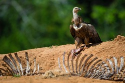 Vultures Are Carrion Eaters
Lives In The Himalayas 
And Will Migrate To Southeast Asia In The Winter