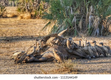 471 Vultures eating body Images, Stock Photos & Vectors | Shutterstock