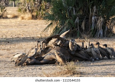 471 Vultures eating body Images, Stock Photos & Vectors | Shutterstock