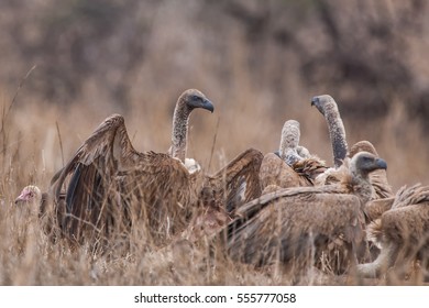 Vultures Etosha National Park Namibia Stock Photo 555777058 | Shutterstock