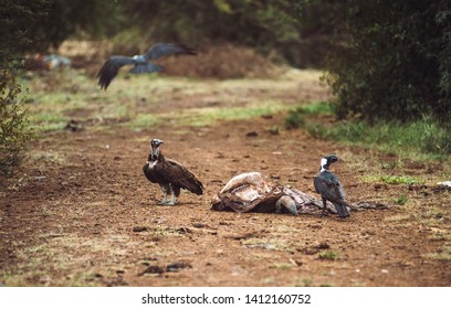 Vultures feeding with rotten meat of dead cow on rural road, Ethiopia  - Shutterstock ID 1412160752