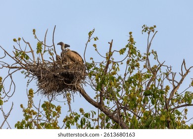 Vultures sitting on a nest in a tree in Kruger National Park, South Africa