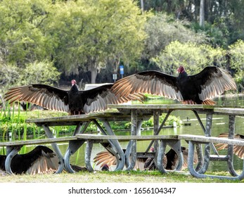 Vultures With Their Wings Fans At Hanna Park Lake