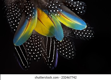 Vulturine of Guinea and ara macao feathers.Nature background.