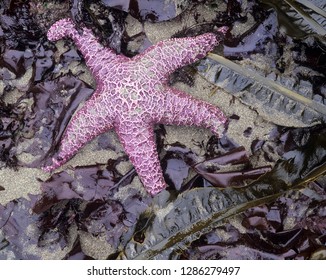 WA, Olympic National Park, Shi-Shi Beach, Ochre Sea Star