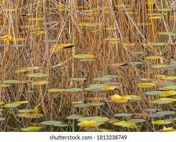 WA, Phantom Lake, Lilly Pads And Reeds