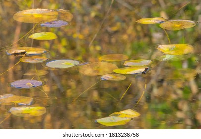 WA, Phantom Lake, Lilly Pads