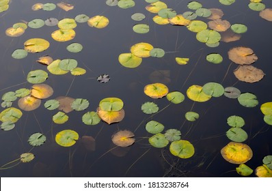 WA, Phantom Lake, Lilly Pads