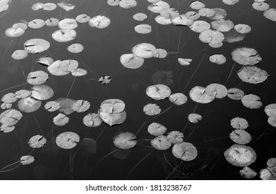 WA, Phantom Lake, Lilly Pads