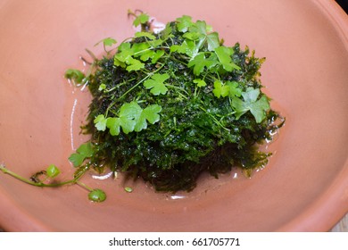 Wabi Kusa Moss Ball