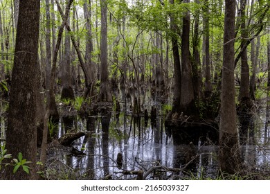 Waccamaw River Park Marsh Conway SC