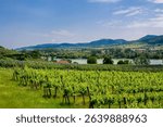 Wachau Valley Vineyards in Austria on the bank of Donau river near the Vineyards in Lower Austria. The Wachau Valley, Austria. Donau Niederosterreich Wachau Wine Road and wine region. Wachau