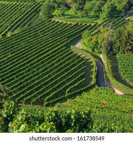 Wachau Vineyard 