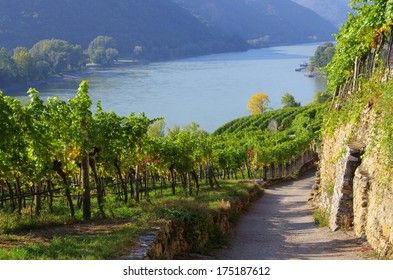 Wachau Vineyard 