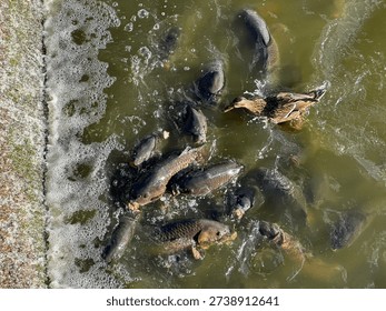 A wad of bread throws carp and a duck into a feeding frenzy in the Linesville Spillway, Lake Pymatuning, PA