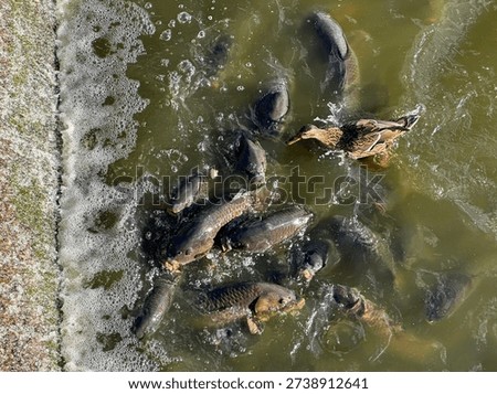 A wad of bread throws carp and a duck into a feeding frenzy in the Linesville Spillway, Lake Pymatuning, PA