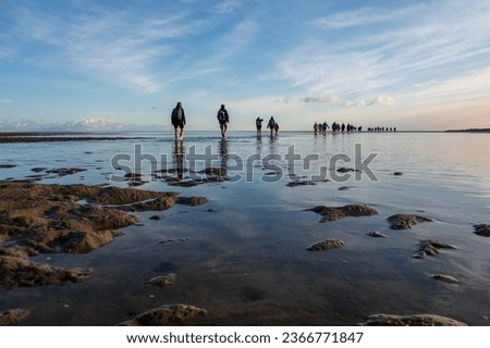 Wadden hikers in the North Sea mud flats in the early morning in summer