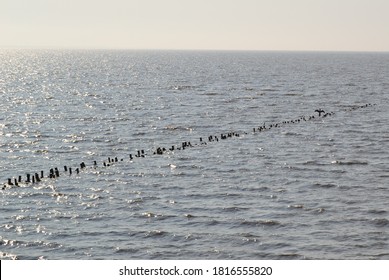 The Wadden Sea At High Tide With A Bird