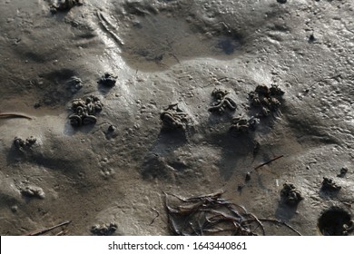 Wadden Sea At Tide, North Germany