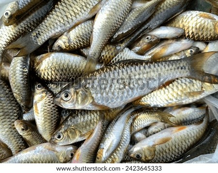 Wader Fish or Ikan Wader (Puntius Binotatus) a Native Indonesian Freshwater Fish