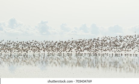 Waders Migrating Birds