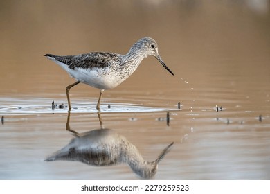 Waders or shorebirds, the common greenshank (Tringa nebularia). - Shutterstock ID 2279259523
