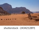 Wadi Rum Desert, Jordan. The red desert with a travel camel preparing to trek in the red sandy mountains.