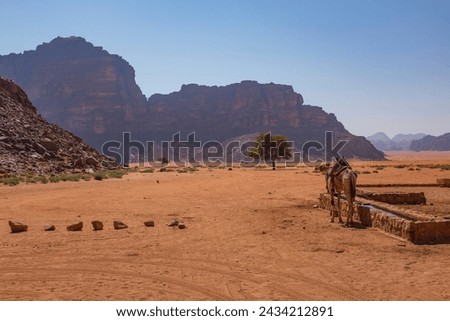 Wadi Rum Desert, Jordan. The red desert with a travel camel preparing to trek in the red sandy mountains.