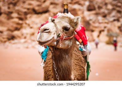 Wadi rum in Jordan sandy landscape with camels