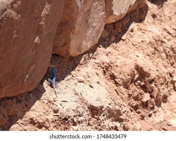 Wadi Rum-Jordan, 10-07-2016, Local Blue Agama Sinaita Lizard With A Broken Tail .