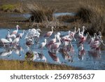 Wading birds in marsh, Merritt Island National Wildlife Refuge, Florida