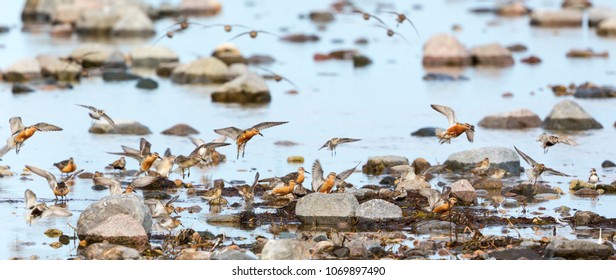 Wading birds at the seashore