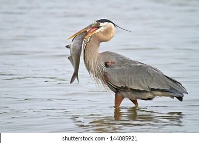 Wading Great Blue Heron With Fish