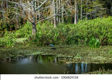 Wading Little Blue Herons In Florida Cypress Swamp