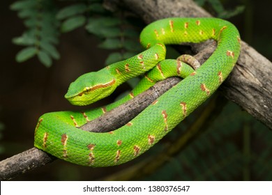 Wagler's pit viper (Tropidolaemus wagleri) on tree branch