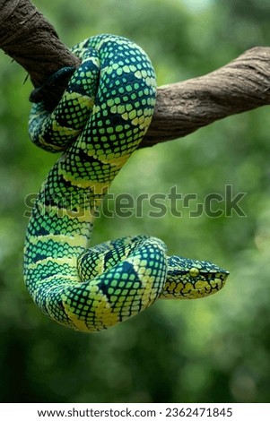 Wagler's pit viper (Tropidolaemus wagleri) is a species of venomous snake native to South East Asia i.e. Indonesia and Malaysia.