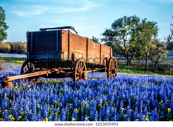 Wagon in\
field of bluebonnets in texas hill\
country
