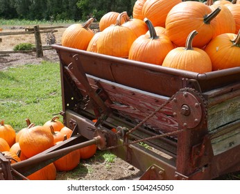  a wagon full of pumpkins