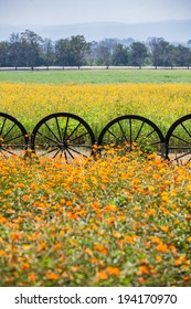 Wagon wheels decorated and used as fence to separate 2 cultivated areas.