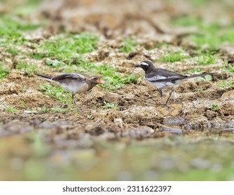wagtail bird feeding her kid - Shutterstock ID 2311622397
