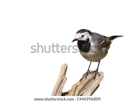 Similar – European Pied Flycatcher