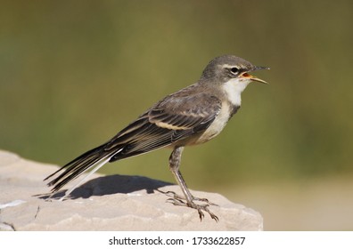 Wagtail on a rock with open beak